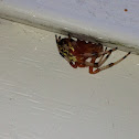 Marbled Orb Weaver Spider