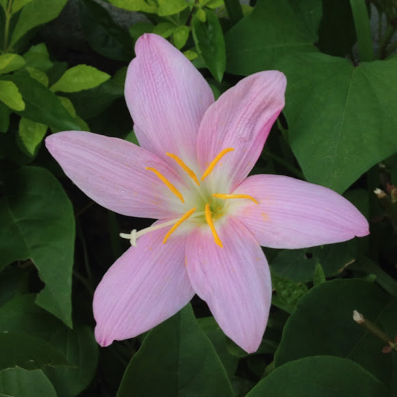 Pink rain lily Project Noah
