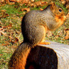 Fox Squirrel