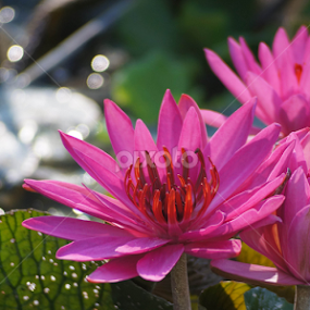 Lotus. by Shawalfitri Safar - Flowers Flowers in the Wild