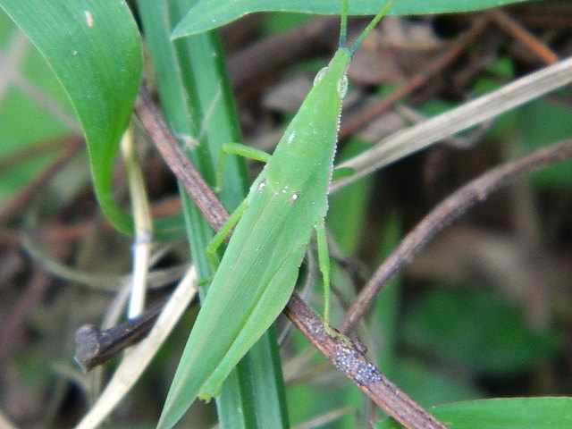 Unknown Grasshoper