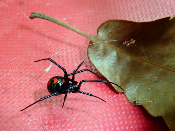 Southern Black Widow | Project Noah