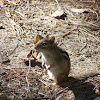 Eastern Chipmunk