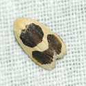 Garudinia Moth