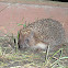 East European Hedgehog/White-bellied Hedgehog/White-chested Hedgehog
