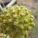Narrow-leaf milkweed