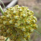 Narrow-leaf milkweed