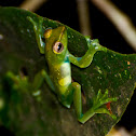Jade Tree Frog
