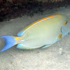 Whitespine Surgeonfish