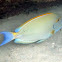 Whitespine Surgeonfish