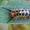 Omnivorous Tussock Moth