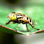 Spotted-eye Syrphid Fly, Spotted-eye Hoverfly