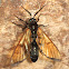 Wasp Moth