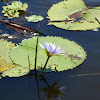 Water Lily