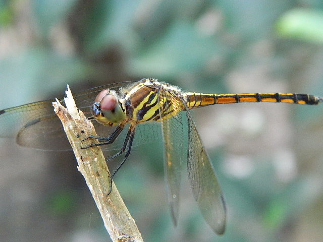 Asian Dragonfly