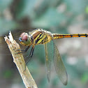 Asian Dragonfly