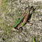 Short-winged Green Grasshopper