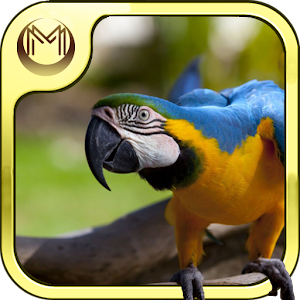 Bird Species Quiz HD 1.20