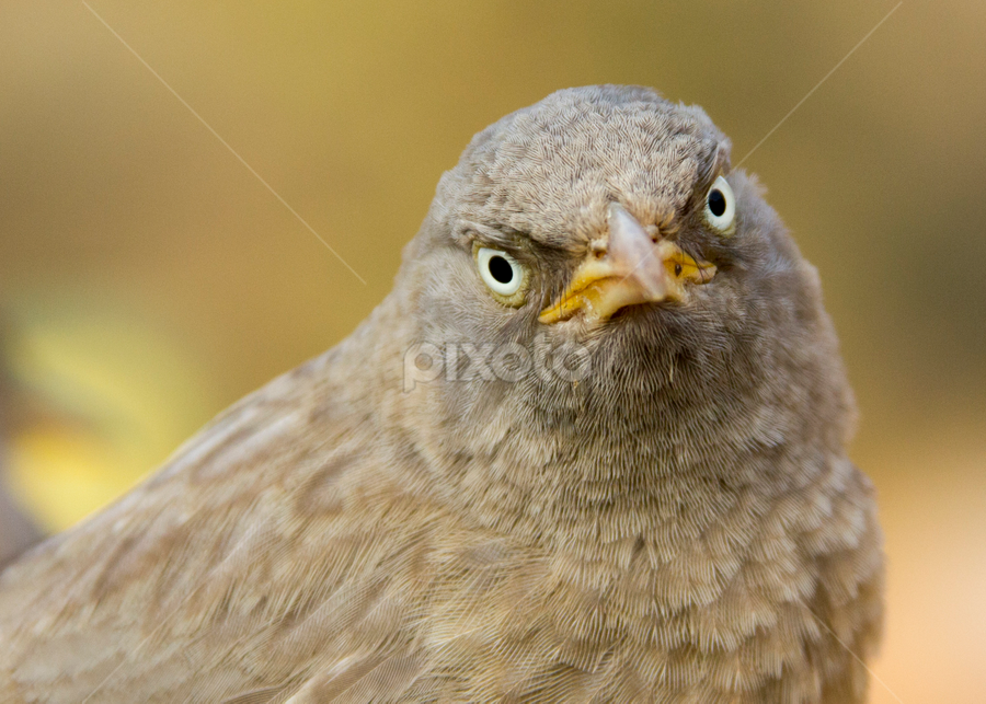 Real Angry Bird | Birds | Animals | Pixoto