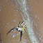 Hentz Jumping Spider