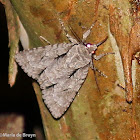 Dagger moth