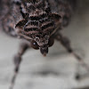Widow Underwing moth