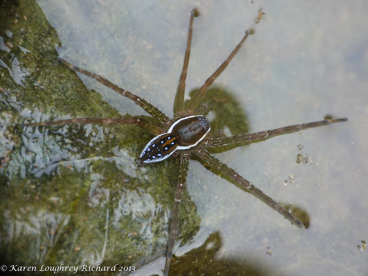 Six-spotted fishing spider