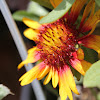 Common blanketflower