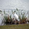 Egret