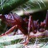Leaf-cutting ant, Sauva