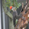 Pileated Woodpecker + Video