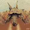 Spotted Apatelodes Moth