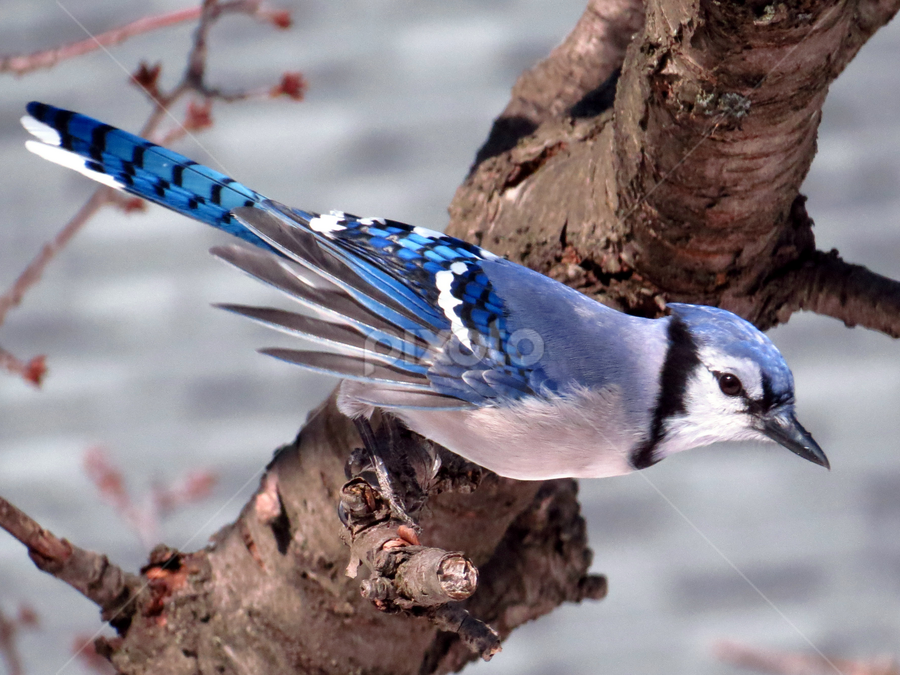 North American Blue Jay | Birds | Animals | Pixoto