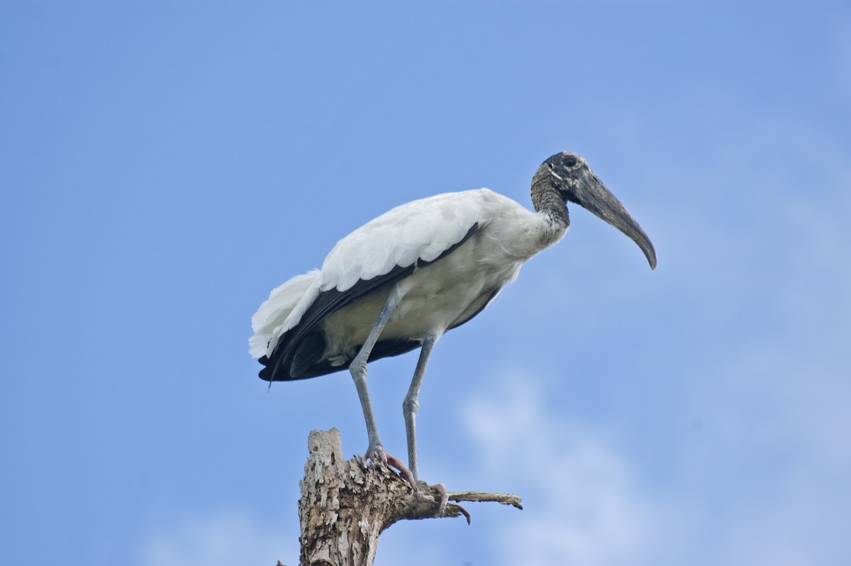 Wood Stork