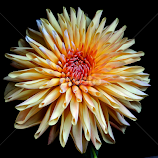 Dahlia full bloom by Asif Bora -  