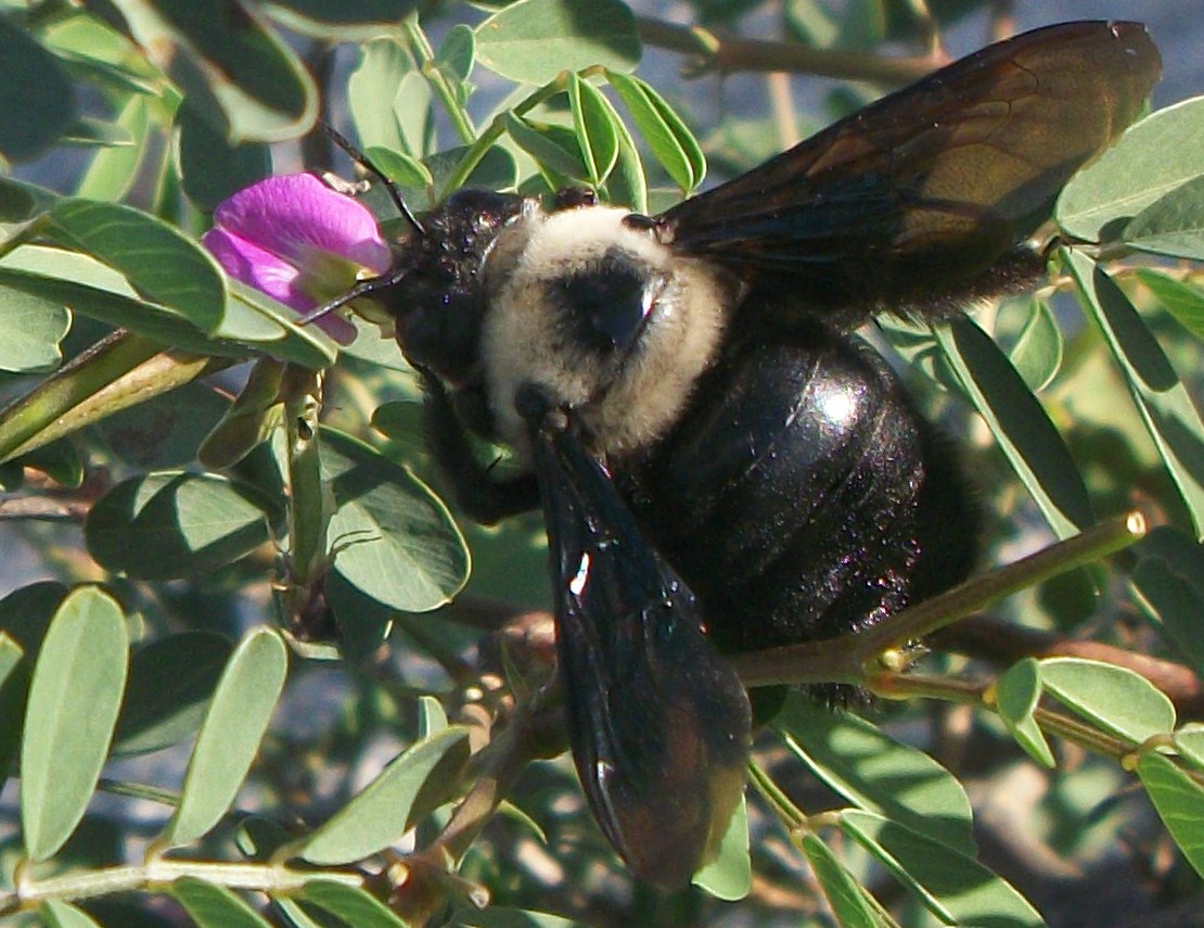 Xylocopa Apidae