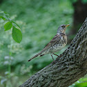 Fieldfare