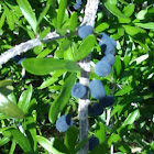 Elbowbush fruit