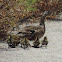 Mallard Duck     Female and ducklings