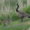 Canada Goose