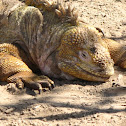 Galapagos Land Iguanas