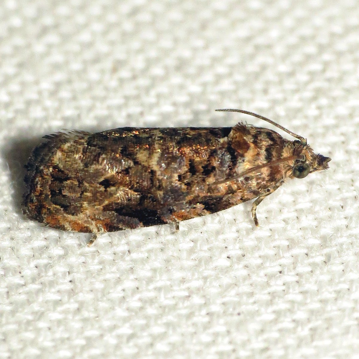 Verbena Bud Moth