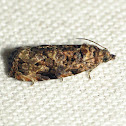 Verbena Bud Moth