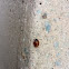 Seven-spotted Lady Bug