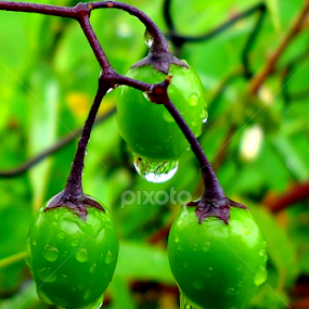 Green drops by Gordana Cajner - Nature Up Close Natural Waterdrops