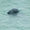 Bull grey seal