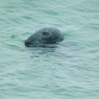 Bull grey seal