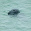 Bull grey seal