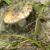 Bitter Bolete Mushroom