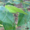 Round-Headed Katydid